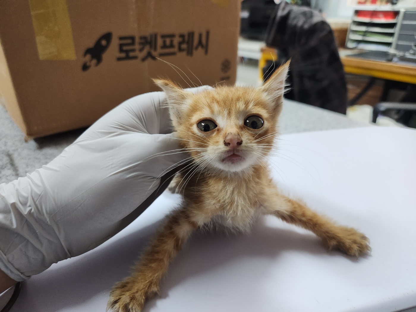 한국 고양이 이미지 파일 입니다.